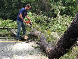 How Our Tree Care Process Works  in  The Woodlands, TX